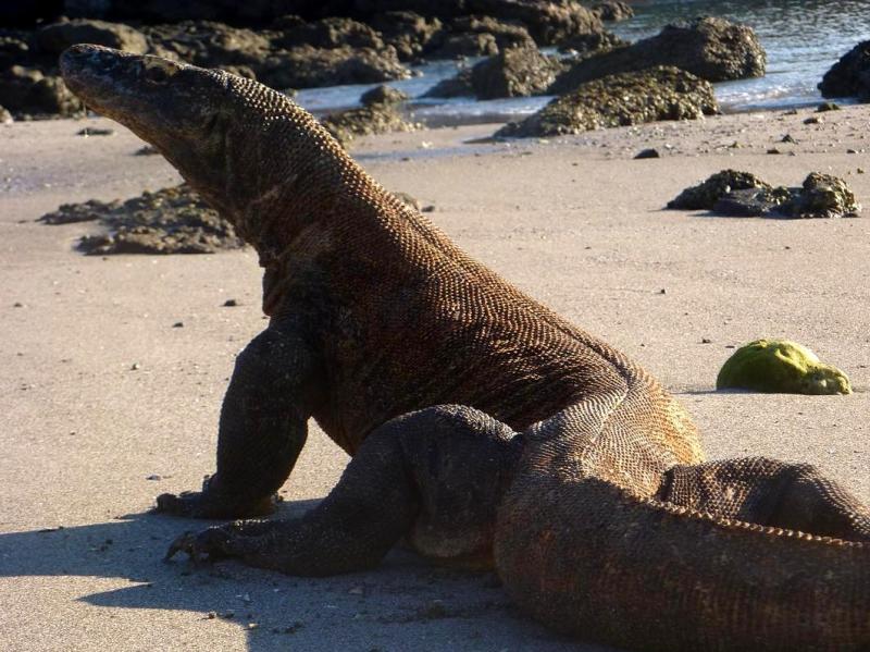 Komodo-2-2.jpg