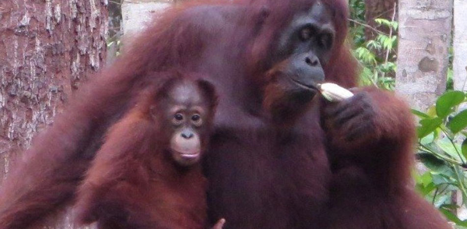 borneo.jpg
