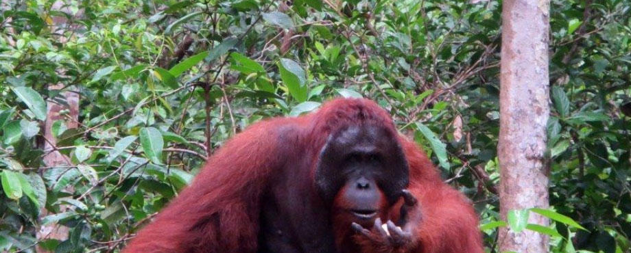 borneo_1.jpg